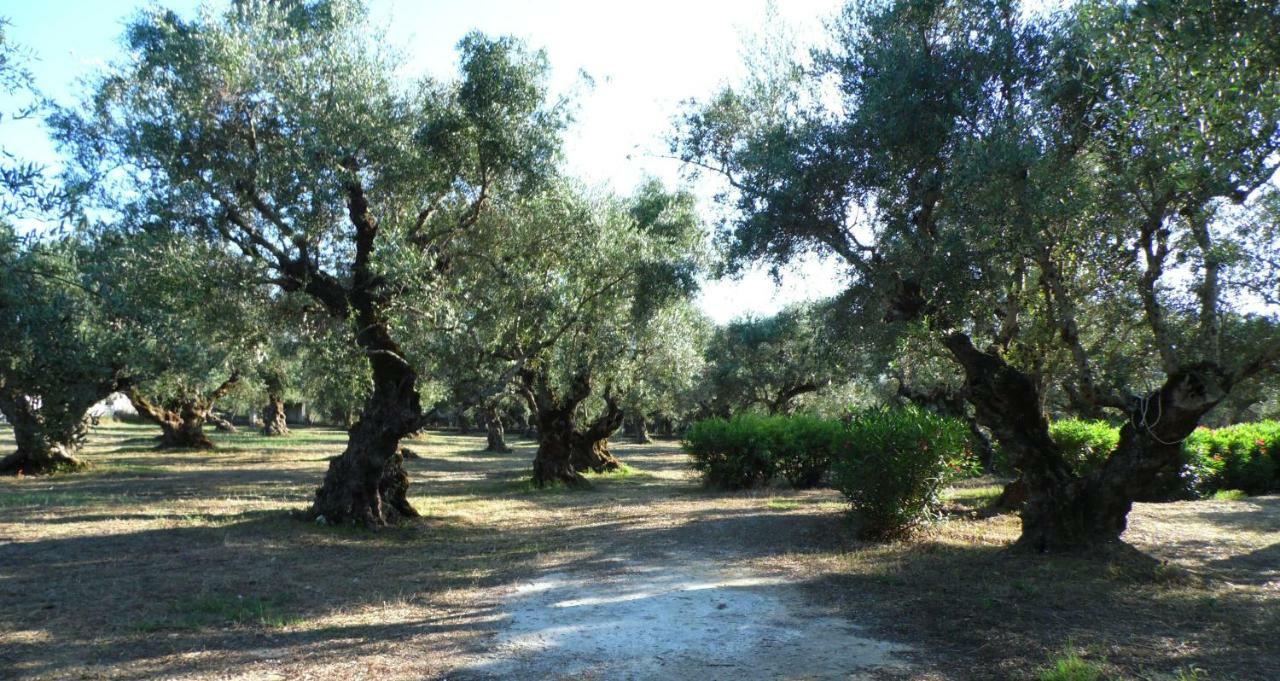 Theni Olive Grove Villa Kato Yerakarion Екстериор снимка